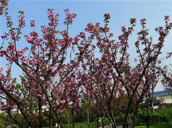 校園能種植日本晚櫻嗎？